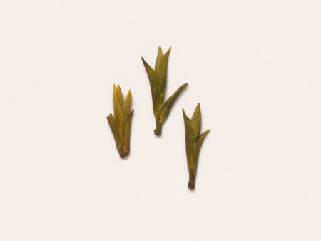 Pre Qingming Yellow Bud Online now