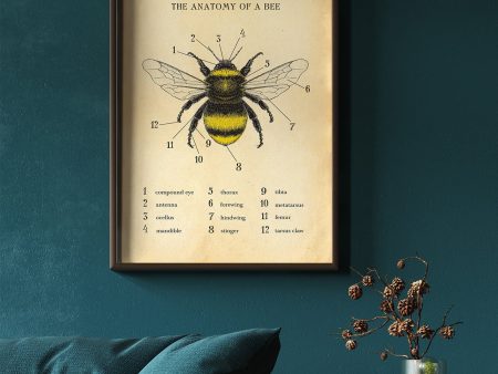 Anatomy Of A Bee Poster Online Sale