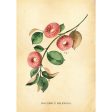 Botanical Doughnut Print Sale